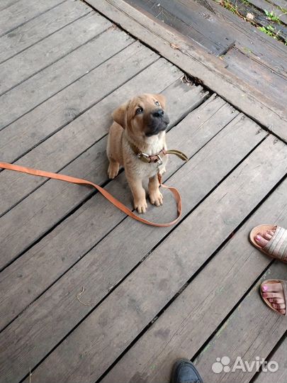 Собака Шарпей