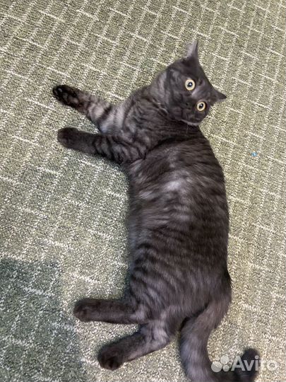 Кошка
