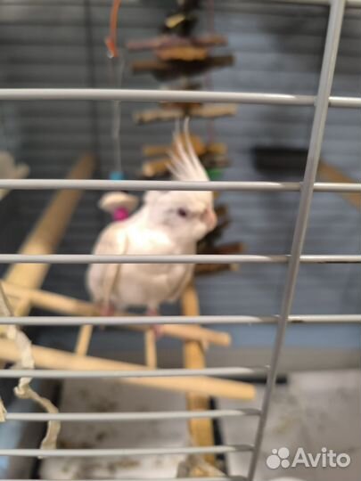 Попугай корелла