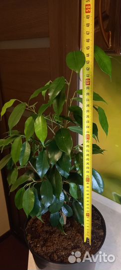 Фикус бенджамина