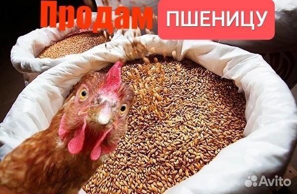 Зерно овес 8, пшеница 9