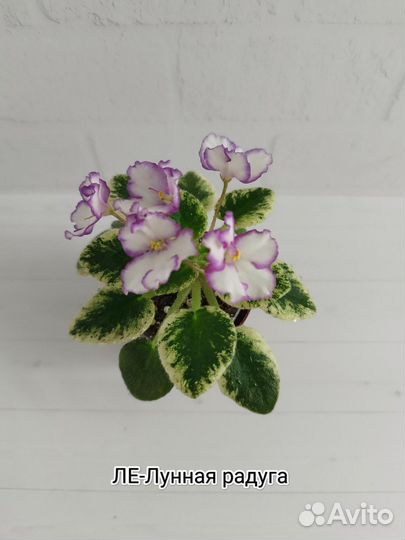 Сортовые фиалки мини