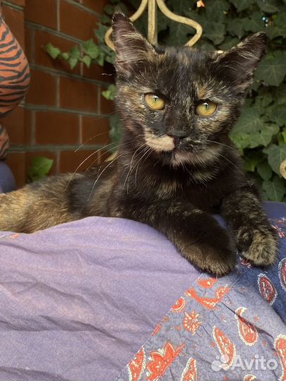 Кошка в дар