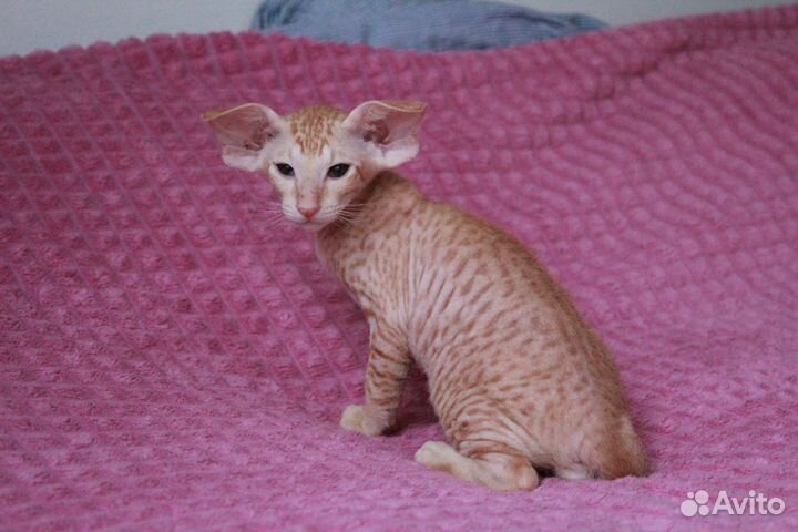 Котенок петерболда