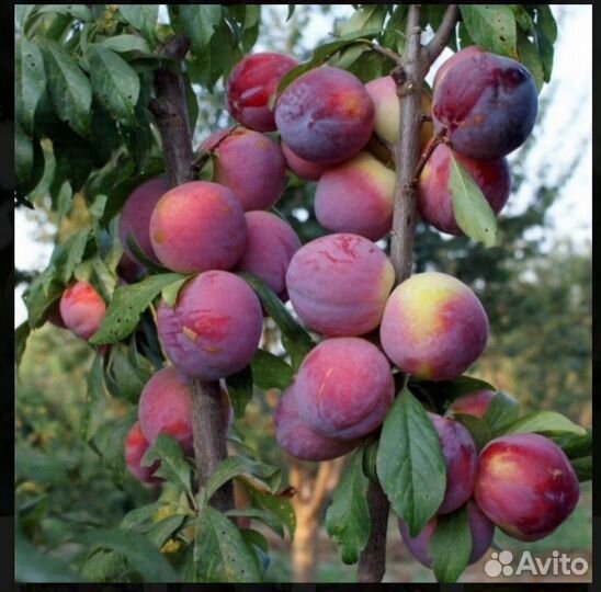 Груша, яблоня, слива колоновидные