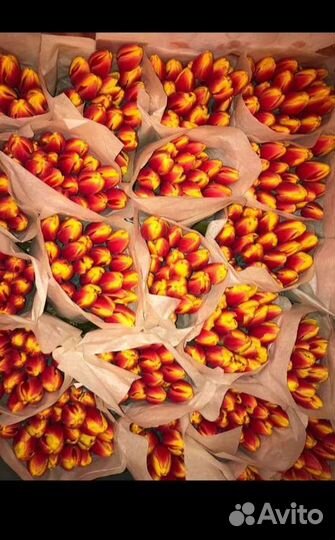 Луковицы тюльпанов