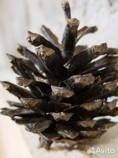 Шишки сосновые, еловые