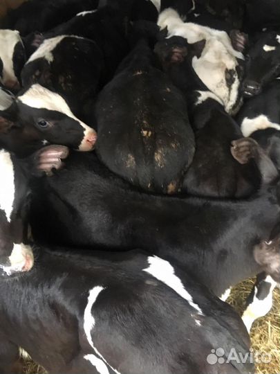 Бычки телята