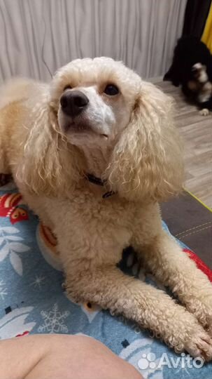 Малый пудель вязка