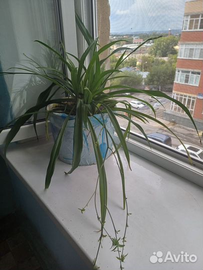 Хлорофитум