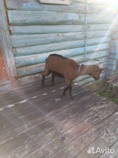 Коза Чешская 100%