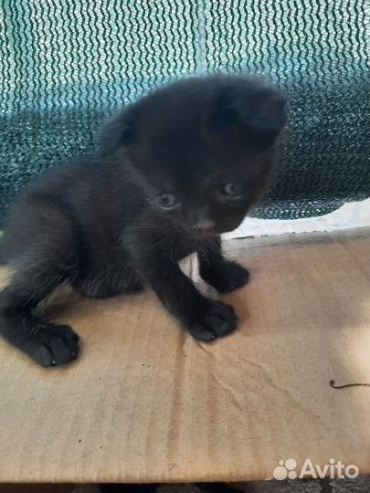 Отдам в добрые руки