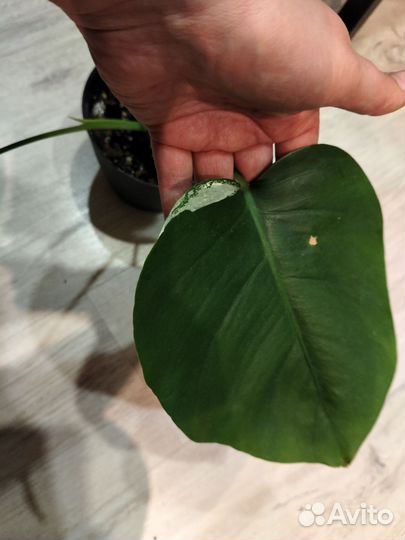 Монстера Альба / Monstera Albo