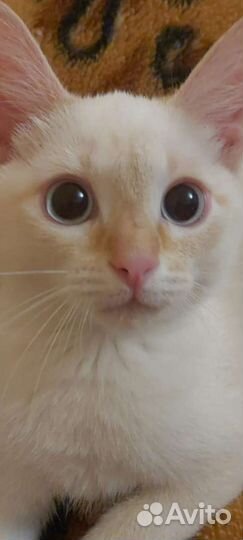 Остался только один котик в добрые руки