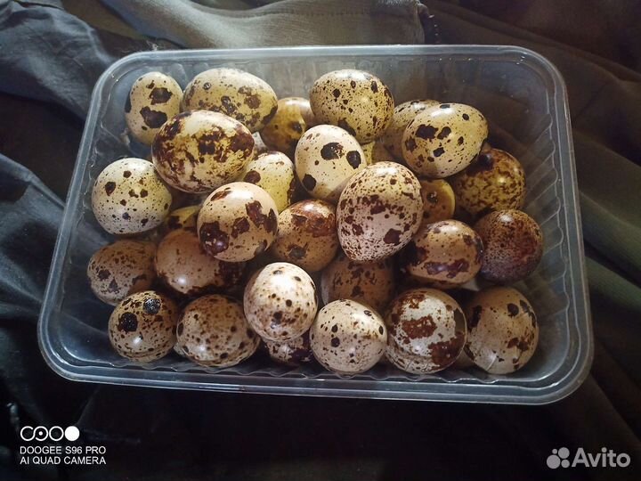 Яйца перепелиные и куриные