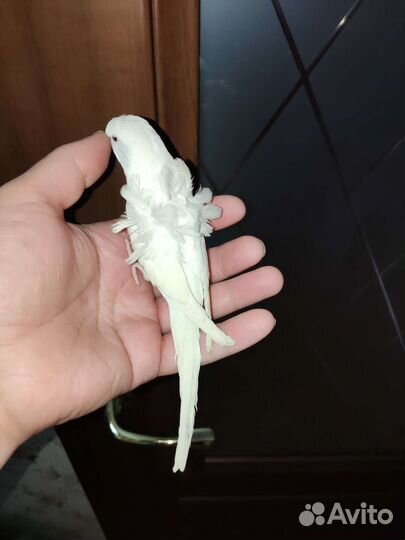 Хагоромо - Хохлатые волнистые попугаи