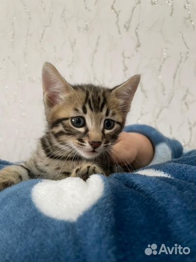 Бенгальские котята