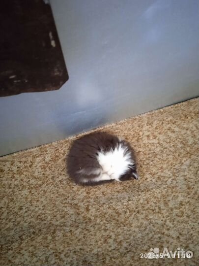 Отдам бесплатно