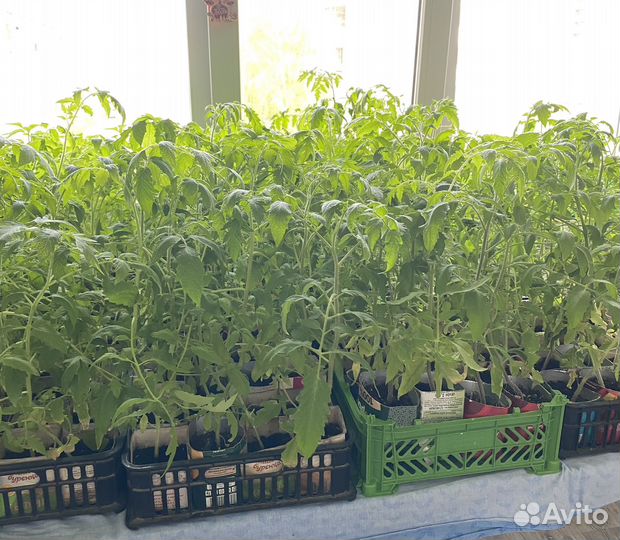Рассада помидор