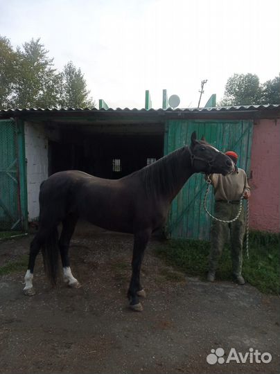 Жеребец орловский рысак