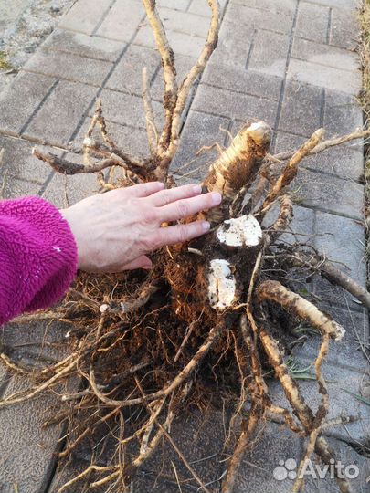 Корень хрена