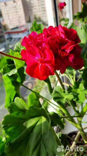 Пеларгония герань