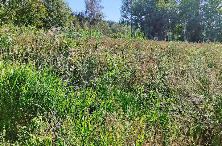 Участок 7 сот. (ИЖС)