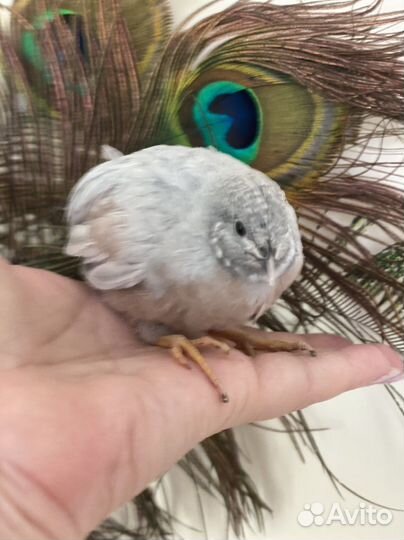 Китайские расписные петушков-красавцев