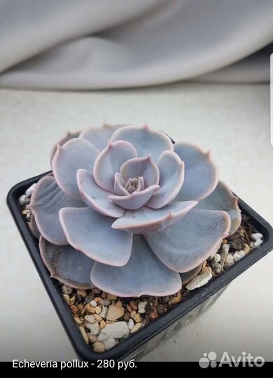 Суккуленты 2