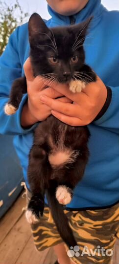 Котенок кот