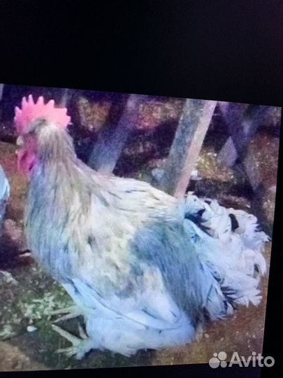 Ия русская хохлатая деревенская индюшек индюшата