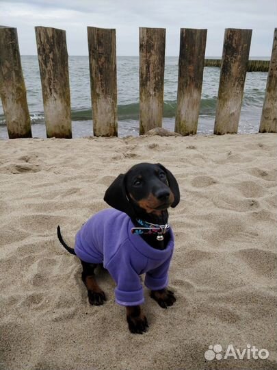 Одежда для собак, толстовка