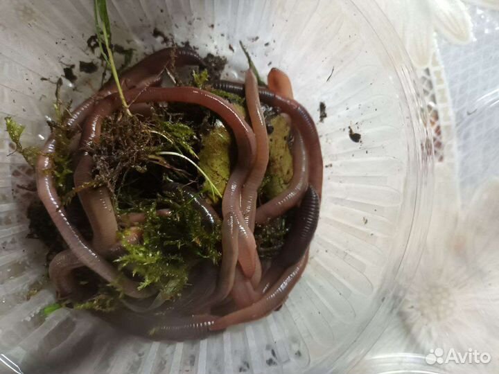 Червь выползок