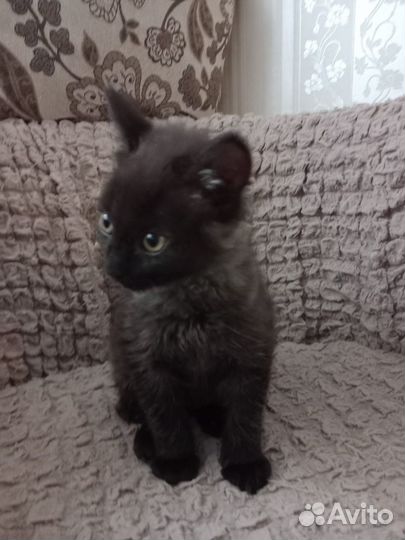 Черный котенок в добрые руки