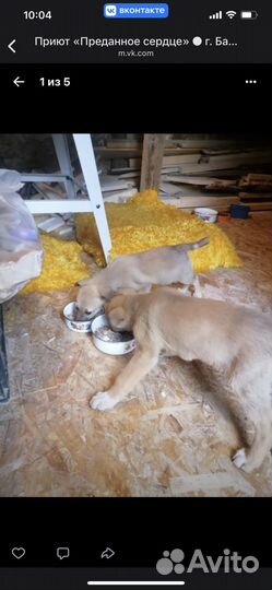 Щенки в дар