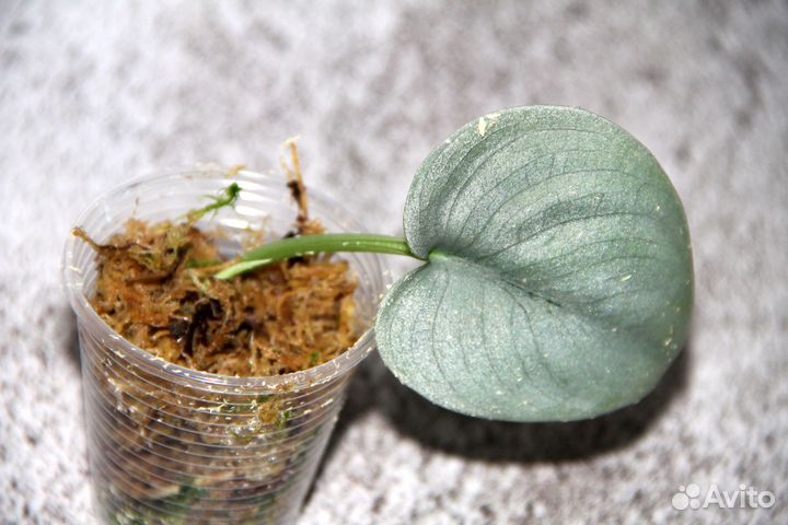 Сциндапсусы и эпипремнумы 7 сортов от 200