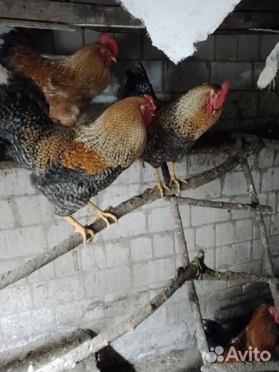 Молодые петухи