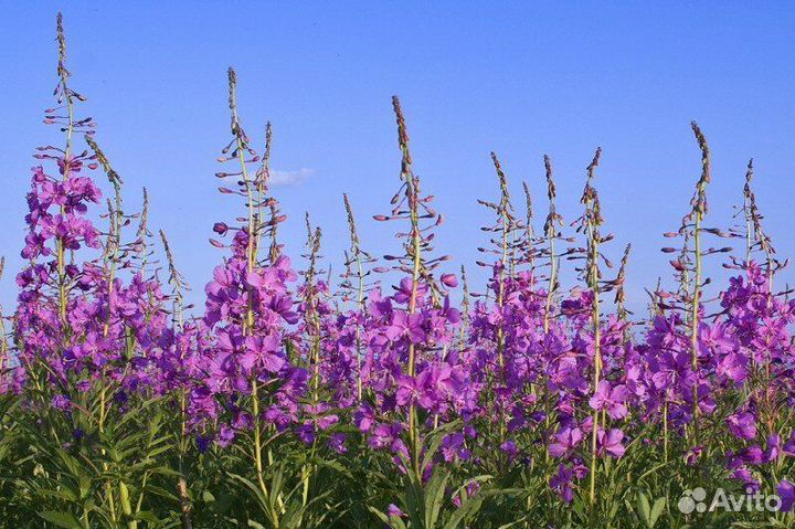 Иван-чай. Кипрей