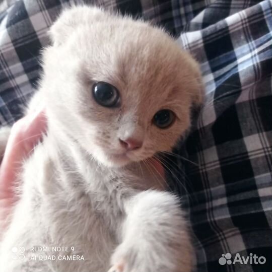 Вислоухий лиловый котик
