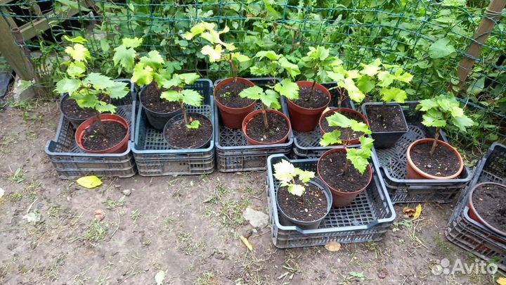 Саженцы винограда Vitis 'Boskoops Glory'