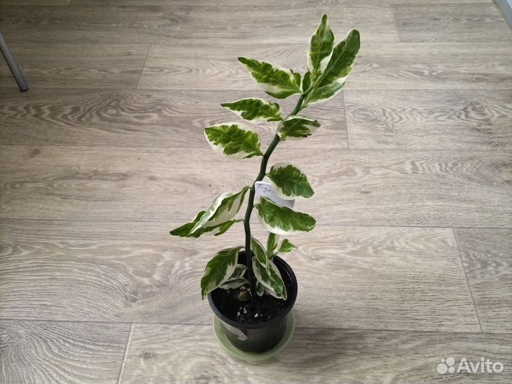 Педилантус