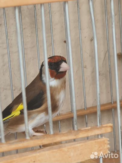 Щегол певчий