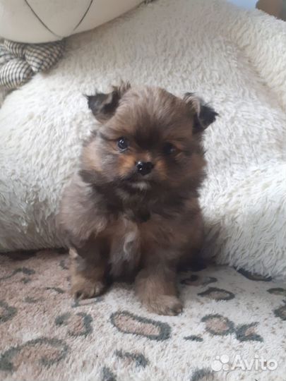 Щенки шпица