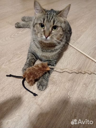 Кошки