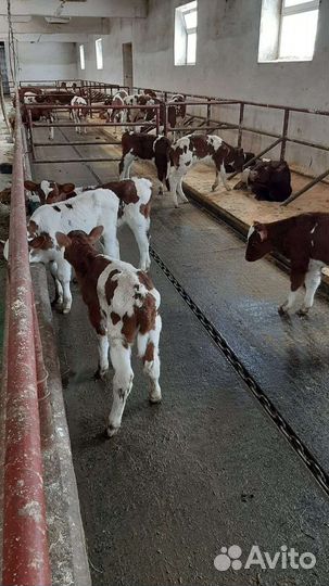 Бычки на откорм