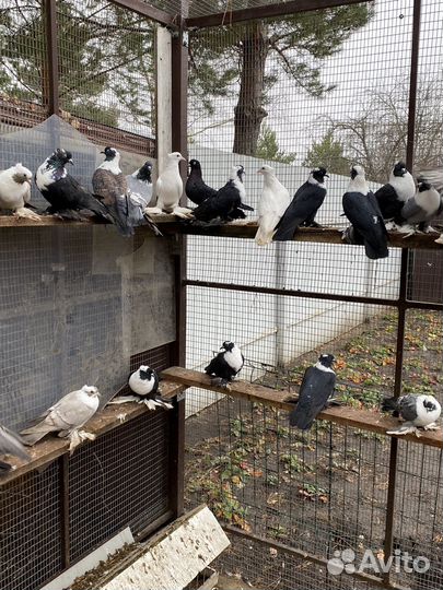 Продажа голубей