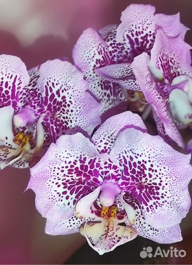 Орхидея фаленопсис бабочка Даймонд
