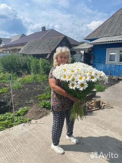 Цветы ромашки