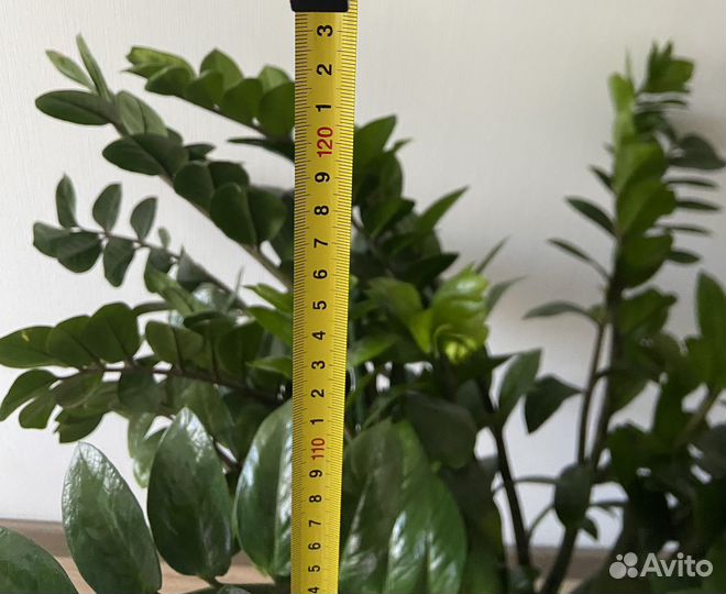 Шикарный замиокулькас высото 1,2 м
