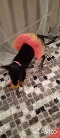 Вязка той-терьер девочка